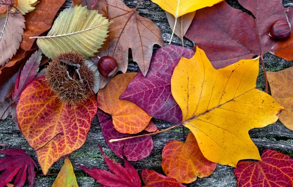 Листья, дерево, colorful, autumn, leaves, осенние
