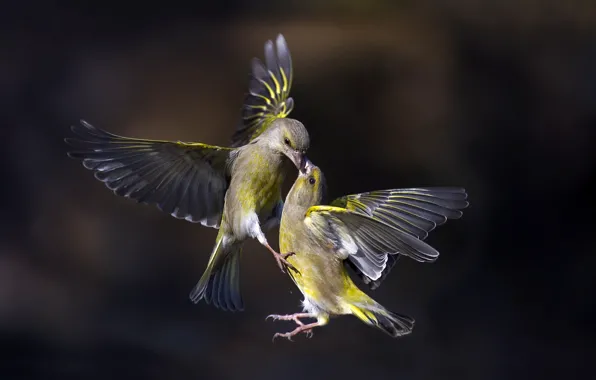 Картинка птицы, полёт, Flying Kiss