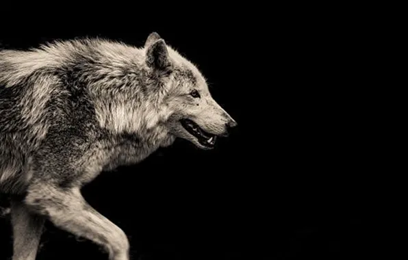 Картинка nature, predator, animal, wolf, wildlife, portrait, portrait., Canis lupus. face