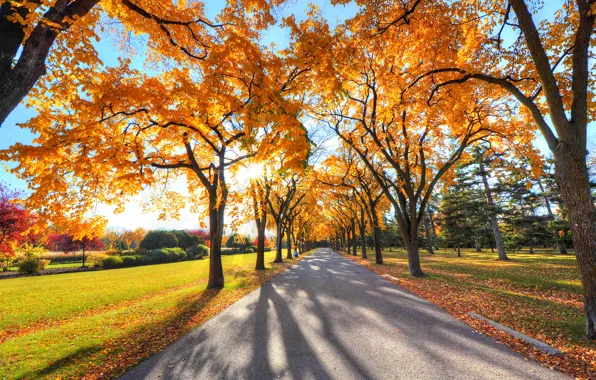 Картинка осень, небо, трава, листья, лучи, деревья, парк, аллея