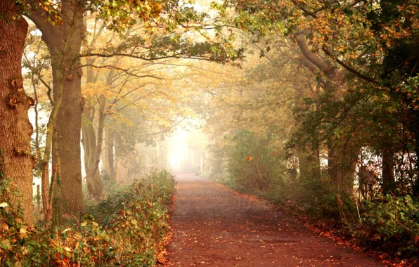 Дорога, осень, лес, листья, деревья, природа, прогулка, тропинка
