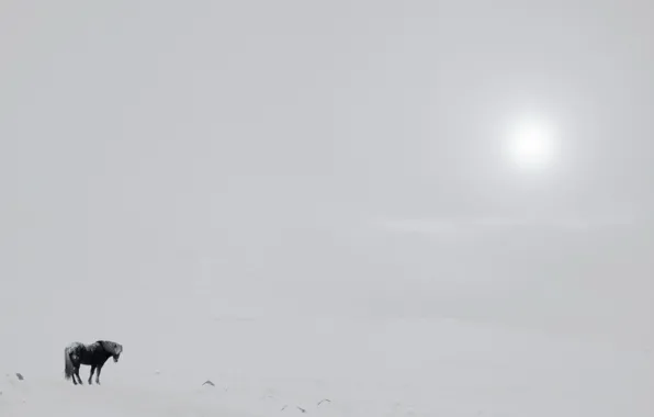 Поле, туман, конь