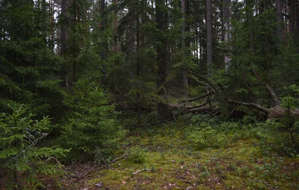 Картинка лес, деревья, природа, ели