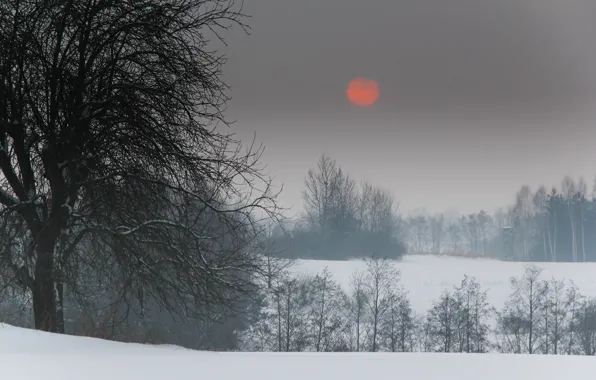 Картинка зима, солнце, снег, деревья, красное, посадки, пророда