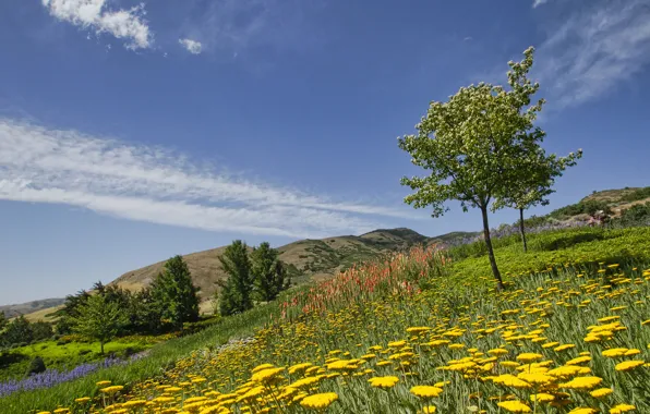 Картинка деревья, цветы, Юта, Utah, ботанический сад, Red Butte Garden, Salt Lake City