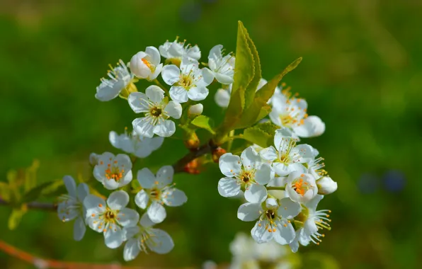 Картинка Весна, Spring, Цветение, Flowering