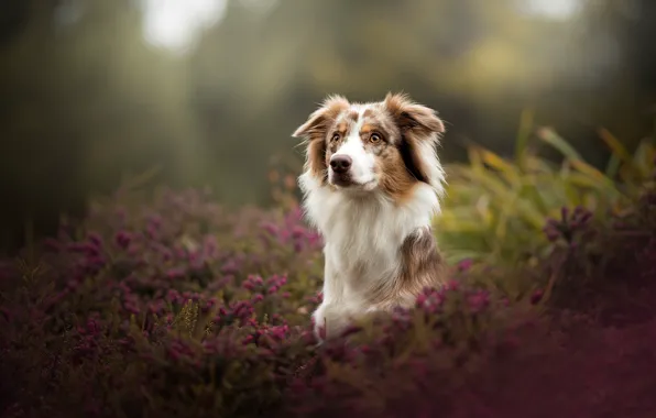 Картинка собака, боке, Австралийская овчарка, вереск, Аусси