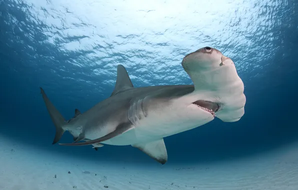 Картинка Bahamas, Bimini, Great Hammerhead Shark