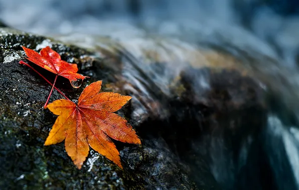 Осень, листья, природа, река