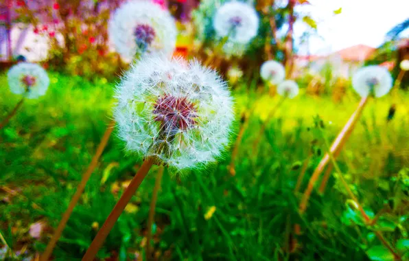 Greece, Dandelion, backyard, Halkidiki