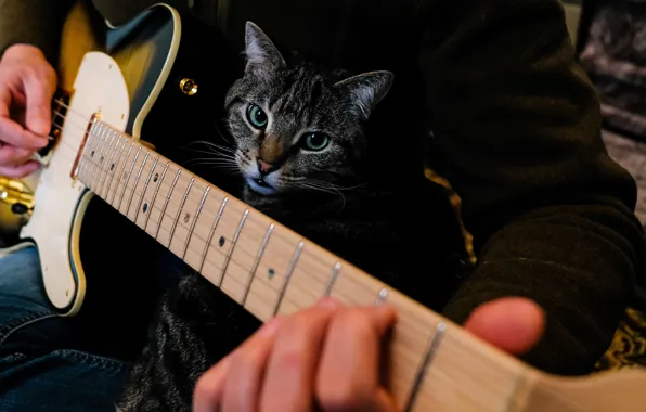 Картинка кошка, кот, взгляд, морда, музыка, темный фон, серый, игра