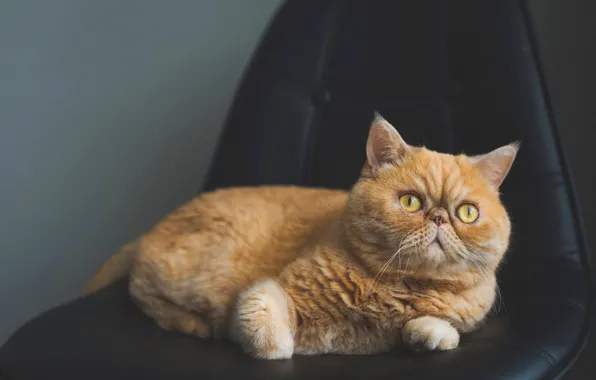 Кошка, кот, темный фон, кресло, рыжий, перс, лежит, мордаха