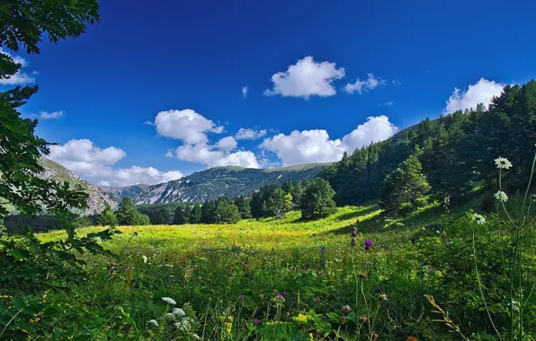 Небо, Поле, Горы, Лес, Растения, Sky, Mountains, Field