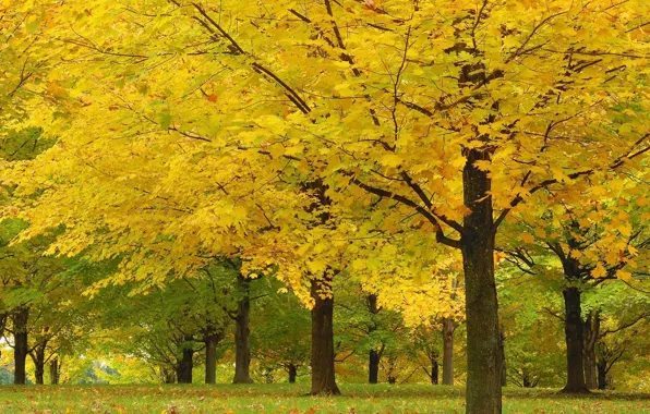Картинка осень, листья, деревья, желтое