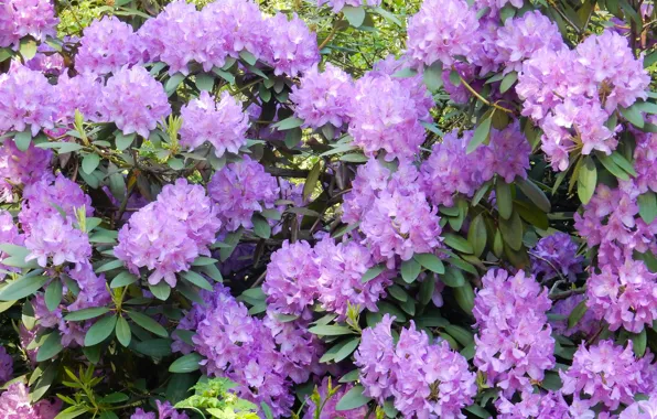 Лето, цветы, куст, широкоформатные, beautiful, background, фон background, обои на рабочий стол