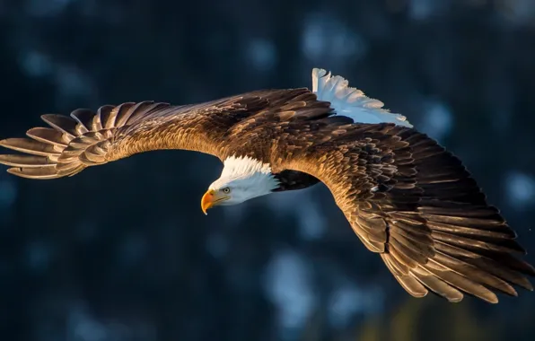 Картинка america, animal, wildlife, big bird, Bold eagle