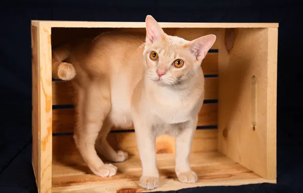 Картинка кошка, ящик, тёмный фон, Бурма, Бурманская короткошёрстная кошка
