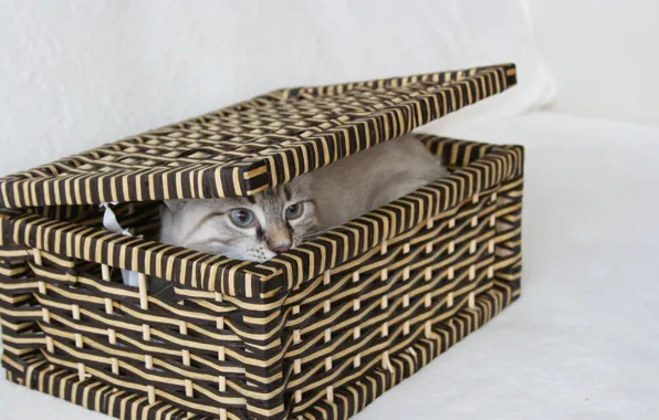 Картинка кошка, глаза, взгляд, кошки, фон, коробка, обои, спряталась