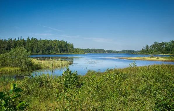 Картинка зелень, небо, трава, озеро