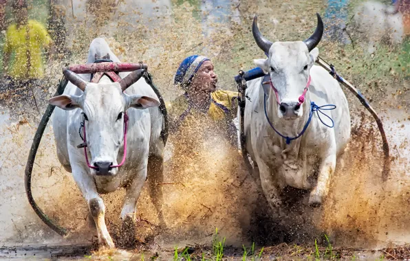 Sport, Indonesia, cow race