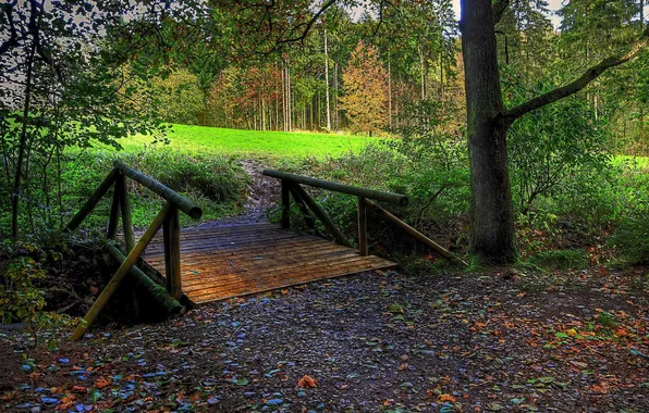 Картинка поле, осень, лес, листья, деревья, мост, мостик