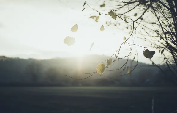 Осень, листья, природа