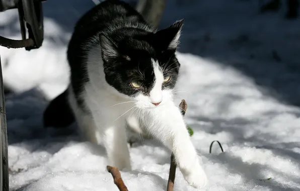 Зима, солнце, снег, ч/б кошка