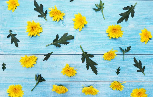 Картинка цветы, желтые, хризантемы, yellow, wood, blue, flowers