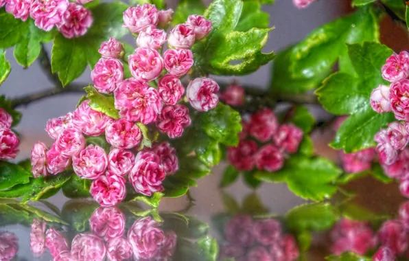 Flower, spring, blooming