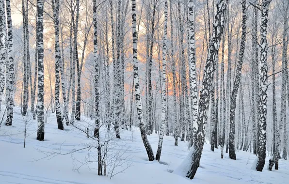 Forest, trees, winter, snow
