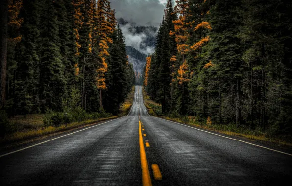 Дорога, осень, лес, деревья, штат Вашингтон, Washington State, Highway 410