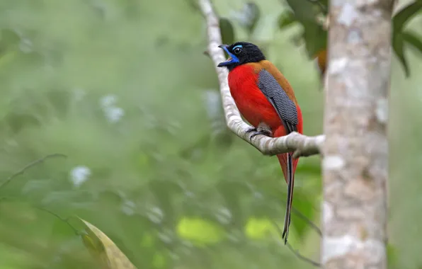 Картинка лес, деревья, ветки, птица, живая природа, trogon