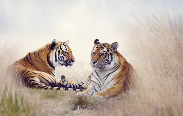 Картинка животные, природа, тигр, пара, тигры