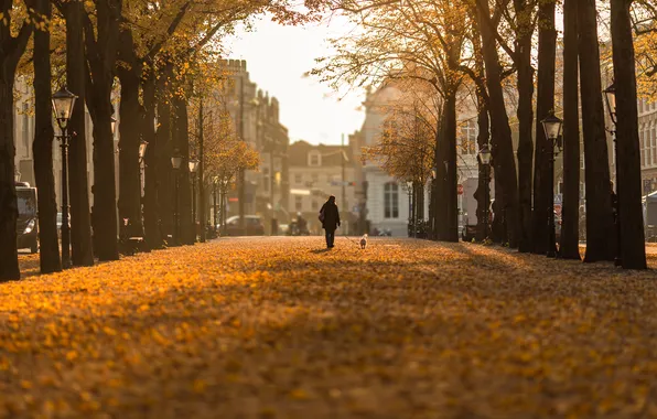 Картинка Bokeh, Nederland, Hague, Autumn day