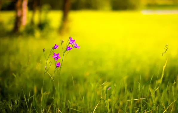 Картинка поле, цветок, лето, природа