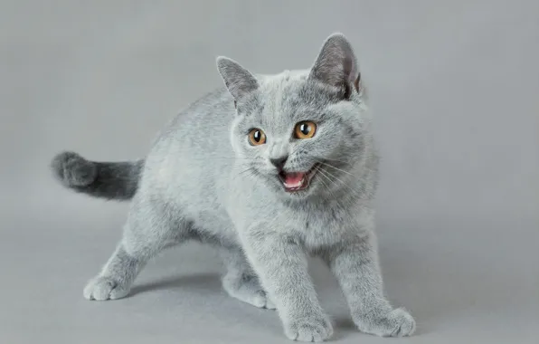 Кошка, поза, котенок, серый, фон, стоит, мордашка, фотосессия