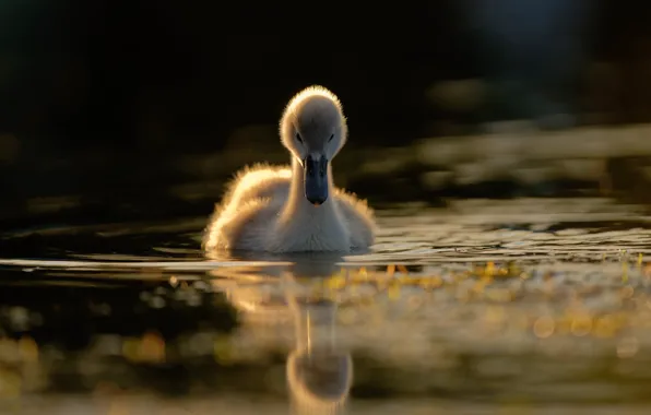 Вода, отражение, малыш, лебедь, птенец, плавание, лебеденок