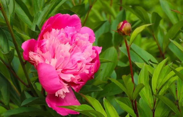 Pink, blooming, peony