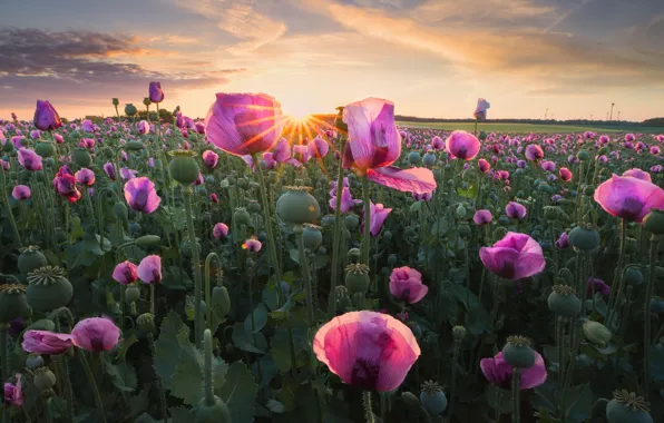 Поле, закат, маки