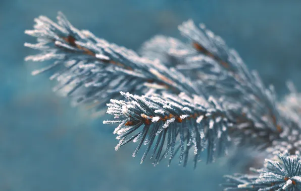Spruce, twig, hoarfrost