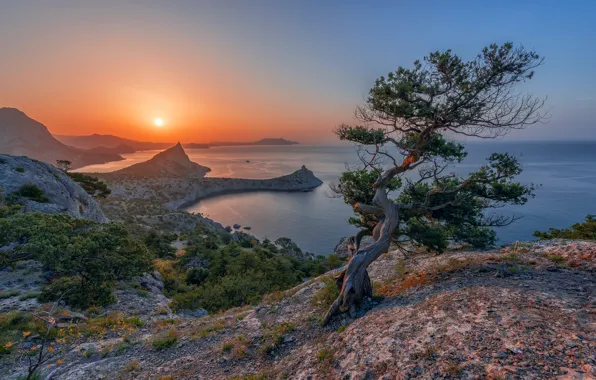 Картинка море, пейзаж, горы, природа, дерево, скалы, побережье, Крым