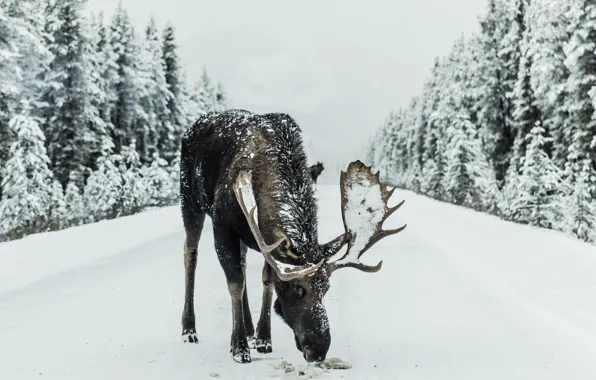 Wood, Winter, Snow, Animal, Moose, Wildnis, Ivars Krutainis