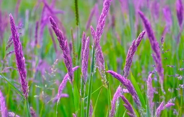 Поле, трава, цветы, растение, луг