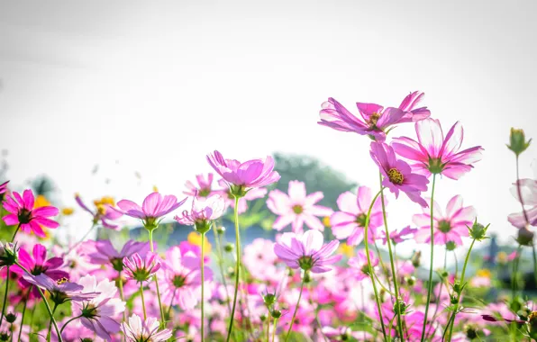 Поле, лето, цветы, summer, розовые, field, pink, flowers