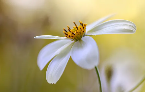Лепестки, боке, Космея, Bidens Cosmos
