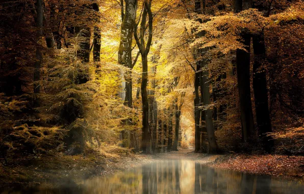 Осень, лес, природа