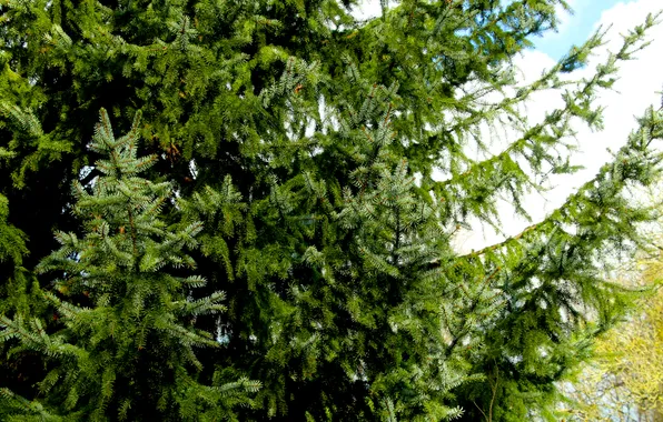 Tree, spruce, twigs