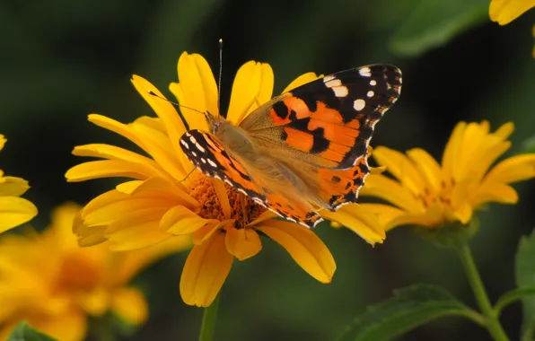 Картинка лето, бабочки, цветы, насекомые