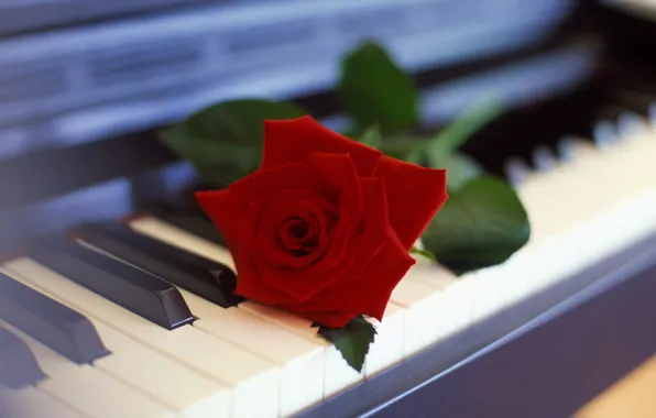 Цветок, роза, пианино