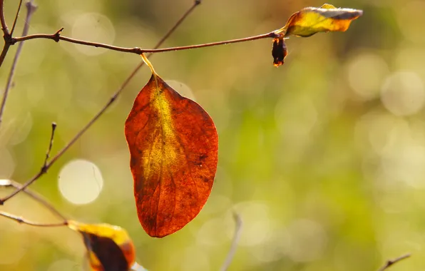 Red, autumn, leafs, fall, twig